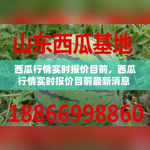 西瓜行情实时报价目前，西瓜行情实时报价目前最新消息 