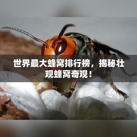 下马看花