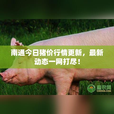 南通今日猪价行情更新，最新动态一网打尽！
