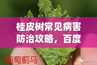 桂皮树常见病害防治攻略，百度助你了解预防，守护绿植健康